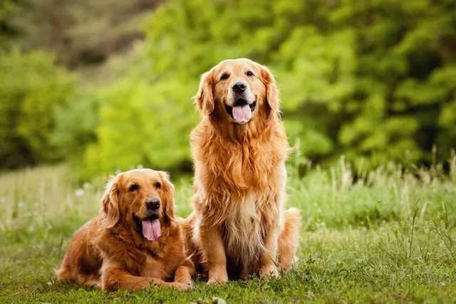 How Much Exercise Do Golden Retrievers Need? Vet-Reviewed Facts & FAQ