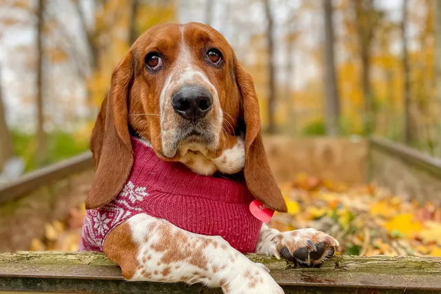 Elmer & Ernest: The Basset Hound Duo Everyone’s Talking About