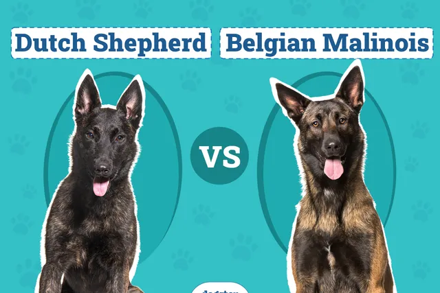 Dutch Shepherd vs. Belgian Malinois: Differences Explained (With Pictures)