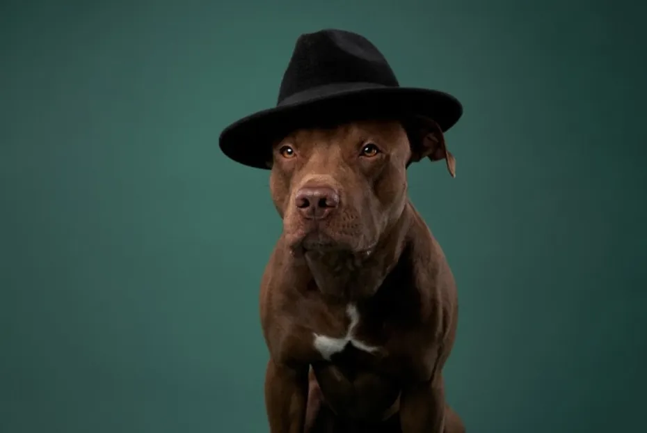 american pit bull terrier dog in a hat