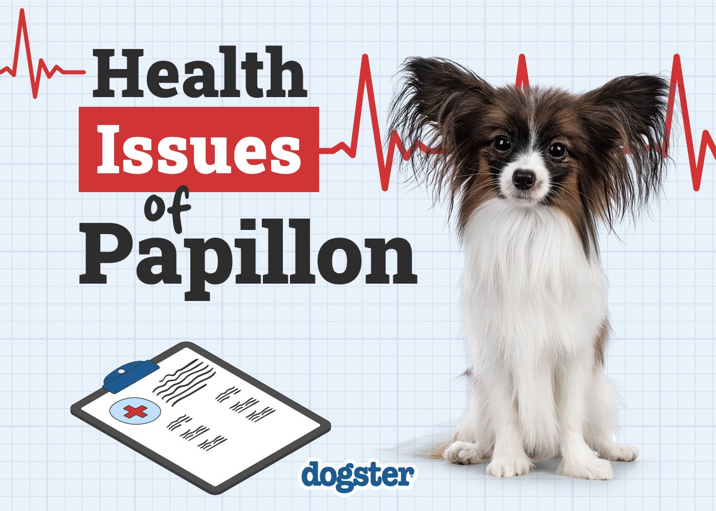 Dogster_Health Problems of Papillon