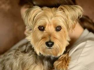13 Cairn Terrier Mixes (With Info & Pictures)