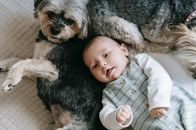 Introducing Babies & Dogs: 20 Important Tips