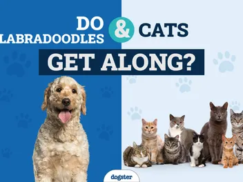 Will a Labradoodle Get Along With My Cat? 7 Tips to Introduce Them