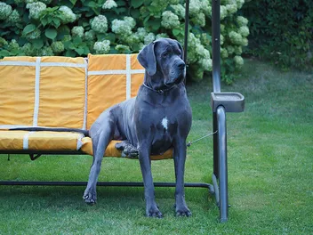 Blue Great Dane: Info, Pictures, Origin & History