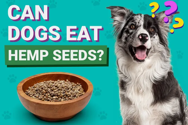 Can Dogs Eat Hemp Seeds? Vet-Verified Facts & FAQ