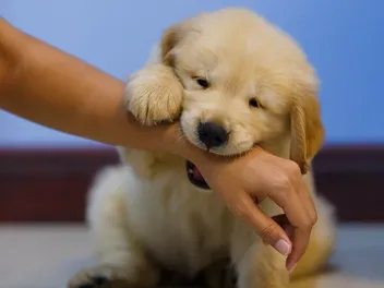 How to Do Dog Bite Inhibition Training: 3 Vet Approved Steps