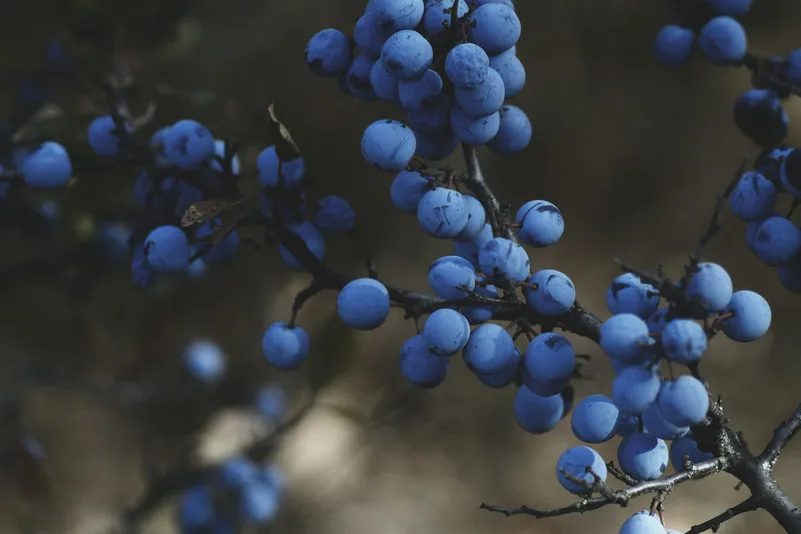Juniper Berries