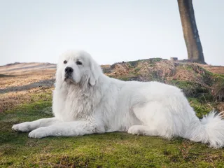 Polish Tatra Sheepdog: Breed Info, Pictures, Temperament & Traits