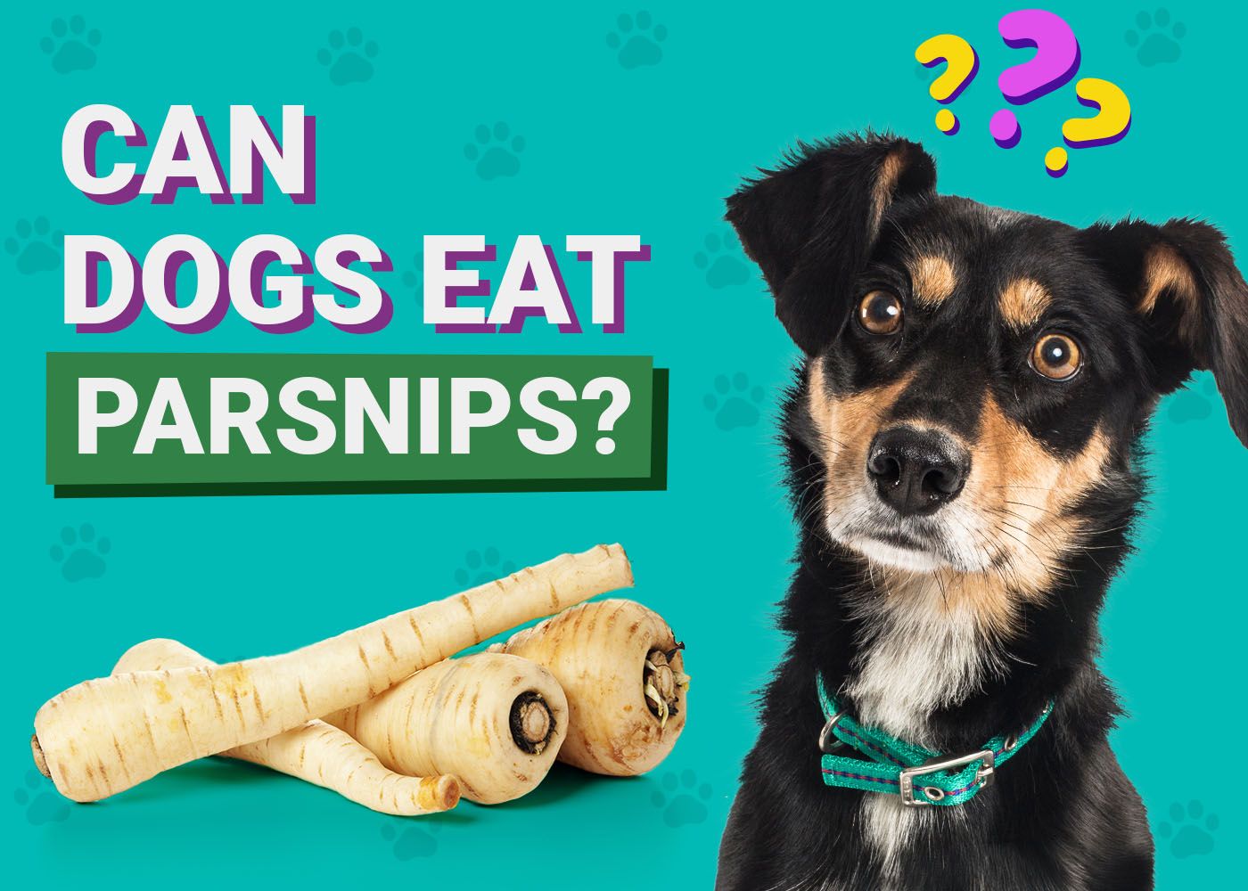 Dogster-Can-Dogs-Eat-Parsnips