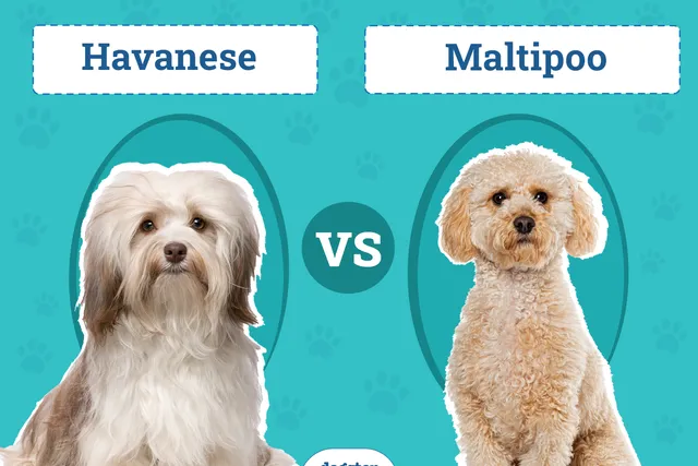 Havanese vs. Maltipoo: What’s the Difference? (With Pictures)