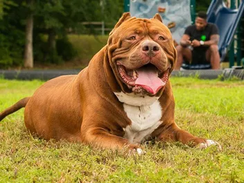 What Breed of Dog Is Hulk? Famous Dogs Presented