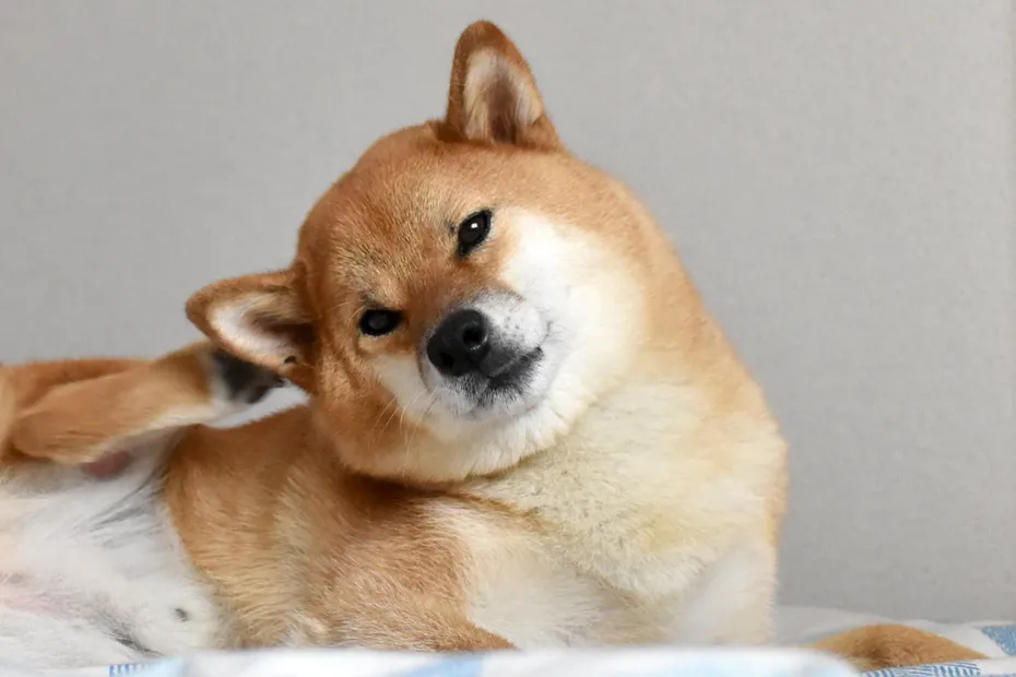 shiba-inu-dog-scratches-its-ear