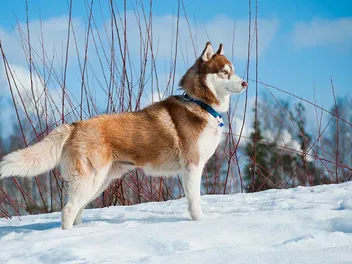 15 Snow Dog Breeds That Love Wintery Weather: Info, Pictures & Facts