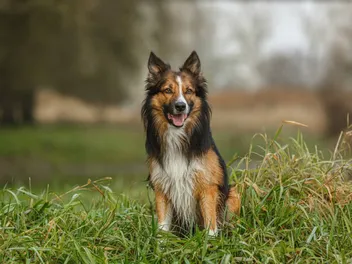 Sable Border Collie: Info, Pictures, Origin & History