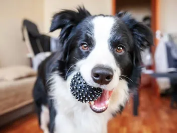 10 Dogs Similar to Border Collies (With Pictures)