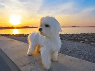 22 Gorgeous Maltese Mixes (With Pictures)