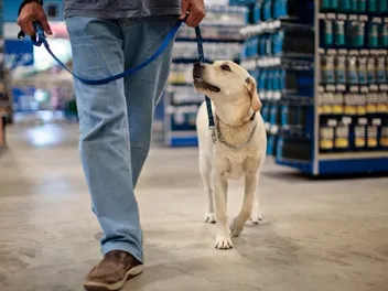 Are Dogs and Other Pets Allowed in PetSmart? 2026 In-Store Pet Policy