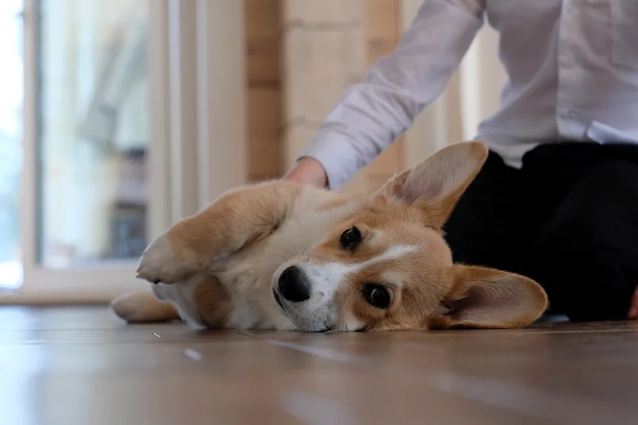pembroke welsh corgi dog lying on the floor