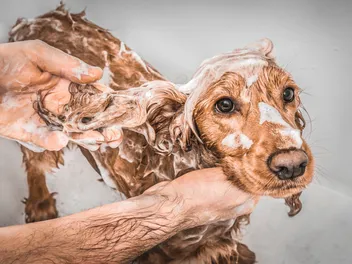 10 Best Shampoo for Cocker Spaniels In 2026: Reviews & Top Picks