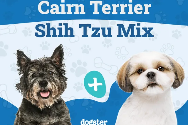 Care Tzu (Cairn Terrier and Shih Tzu): Info, Pictures, Care & More