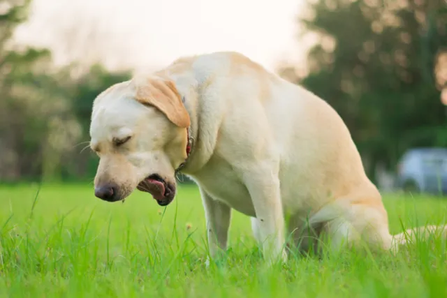Why Is My Dog Gagging? Vet-Approved Reasons, Tips, & FAQ