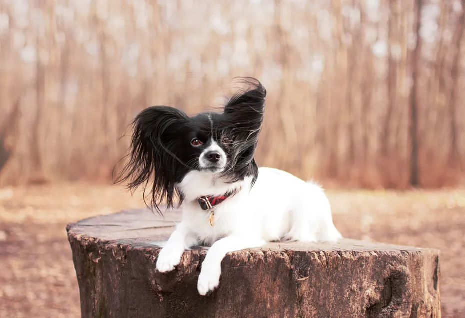 papillon dog on the tree stump
