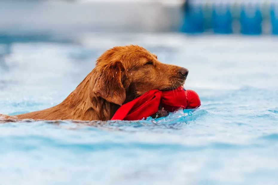 Fluffy dark Golden Retriever in competition