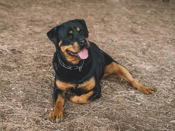 10 Most Expensive Dog Breeds for Pet Insurance (With Info & Pictures)