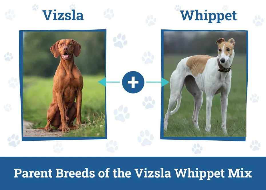 Parent Breeds of the Vizsla Whippet Mix