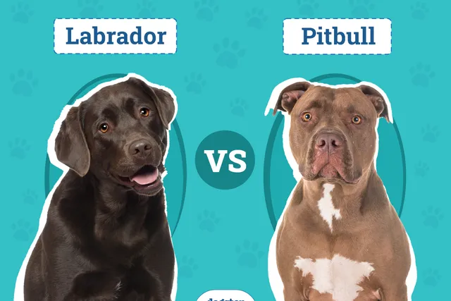 Labrador vs Pitbull: The Differences (With Pictures)
