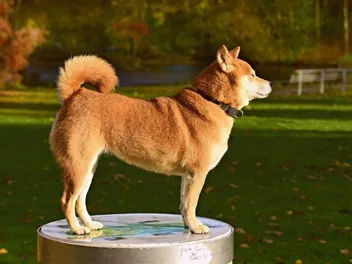 What Were Shiba Inus Bred For? Info, Origin & History