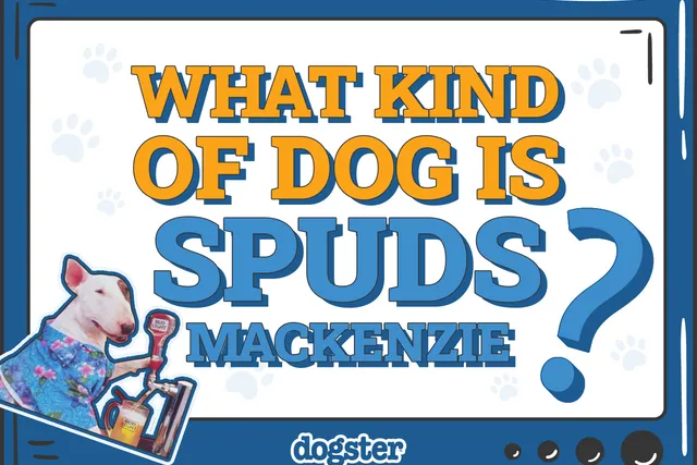 What Kind of Dog Breed Was Spuds MacKenzie? Celebrity Dogs Presented
