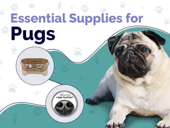 12 Essential Pug Supplies to Get You Started: 2026 Vet-Reviewed Guide