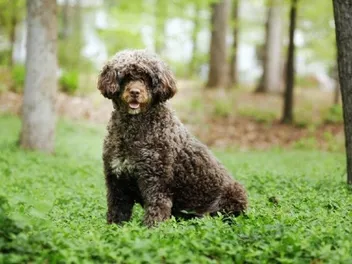 7 Portuguese Water Dog Breed Mixes (With Info & Pictures)