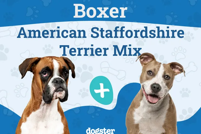 Bullboxer Staff Dog Breed: Info, Pictures, Care, & Facts