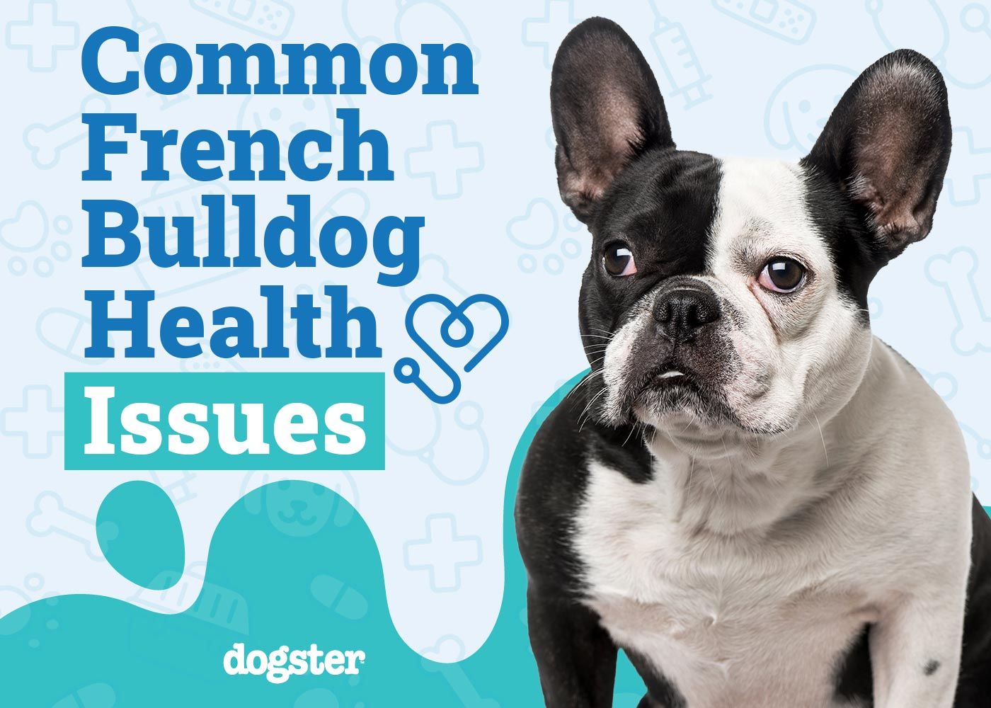 Common French Bulldog Health Issues to Look Out For