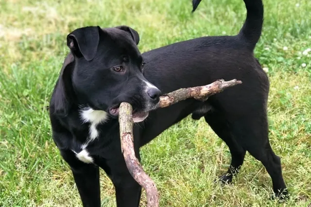Pitweiler (Rottweiler Pitbull Mix) Dog Breed: Info, Pictures, Care & Traits