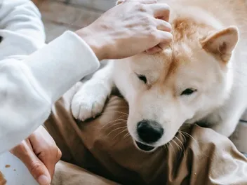 12 Canada Day Safety Tips for Dogs (2026 Guide)