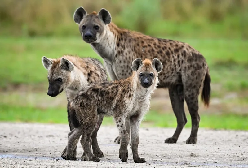 spotted hyenas outdoors