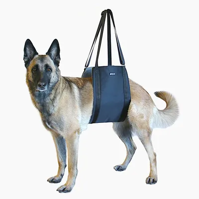 Max and Neo Dog Lift Support