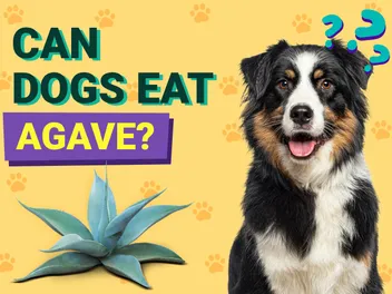 Can Dogs Eat Agave? Vet-Reviewed Facts & FAQ