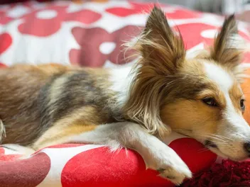 Pyometra: Signs, Causes, and Care (Vet Answer)
