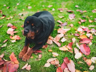 Miniature Rottweiler Dog Breed: Info, Pictures, Care Guide & More