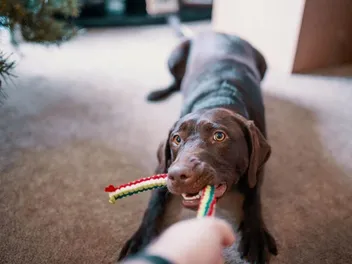 12 DIY Fleece Dog Toys You Can Make Today (With Pictures)