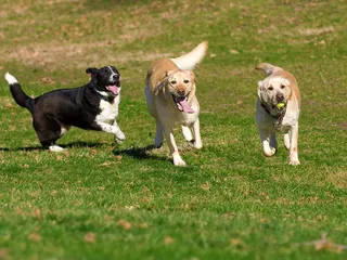 Where Do Dogs Come From? Vet-Verified Facts & Explanation