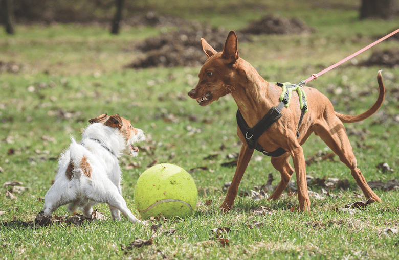 Is Your Dog a Bully? 5 Vet-Reviewed Signs & What to Do