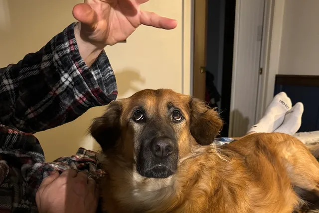 Should I Divorce My Husband Because Manic Loves Him More? Maybe!
