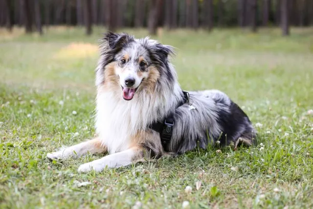 Blue Merle Sheltie Dog Breed: Info, Pictures, Origin & History