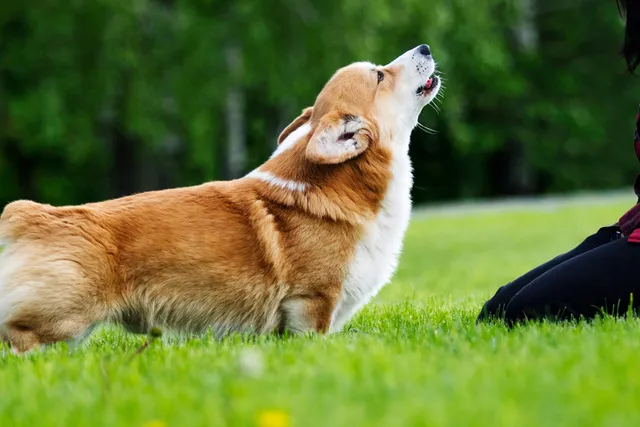 Is a Corgi More Aggressive Than the Average Dog Breed? The Surprising Answer!